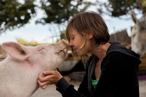 Свиньи в качестве домашних животных: общие рекомендации и советы: где найти свинью в качестве домашнего животного?