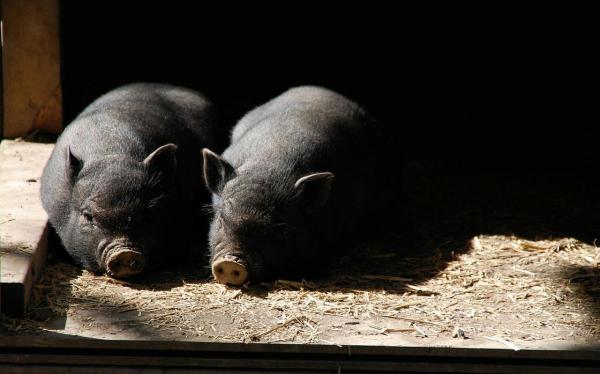 Свиньи как домашние животные: общие рекомендации и рекомендации: какой уход нужен свиньям?