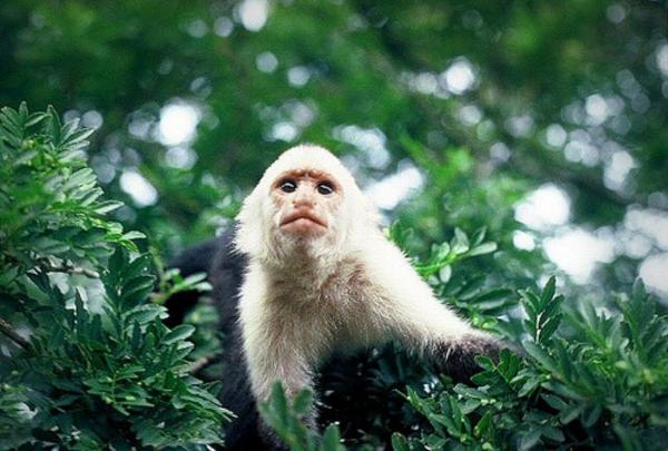 Типы обезьян в мире: обезьяны капуцины