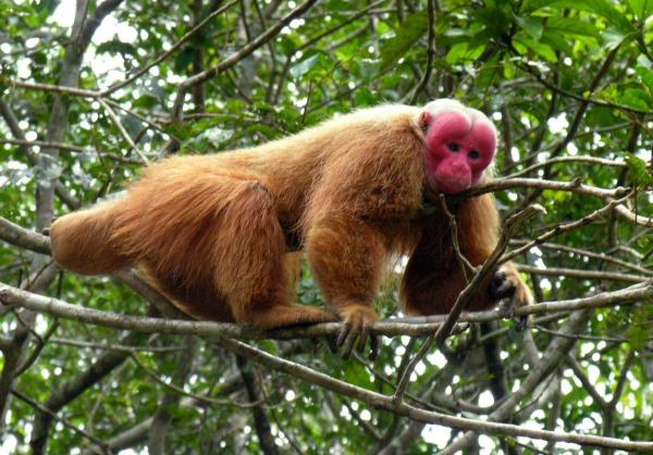 Виды обезьян в мире - обезьяны уакари