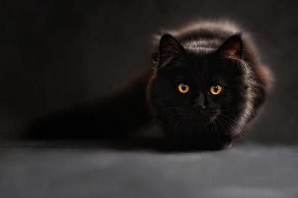 У кошек действительно 9 жизней? - древняя вера