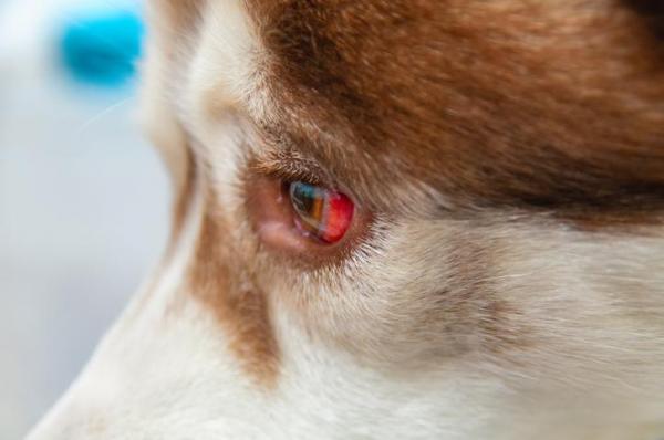 У моей собаки налитые кровью глаза