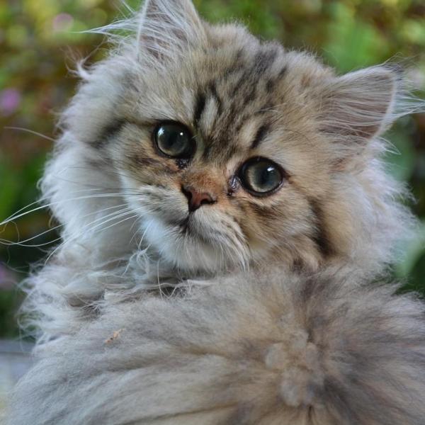 Удалить узлы и клубки из шерсти персидской кошки