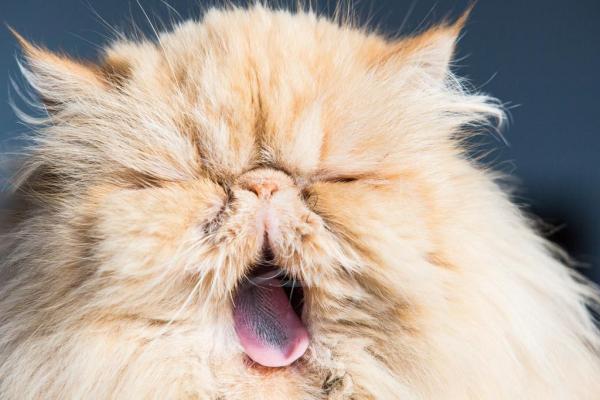 Удалите узлы и клубки из шерсти персидской кошки: нужно ли разрезать узел или клубок?