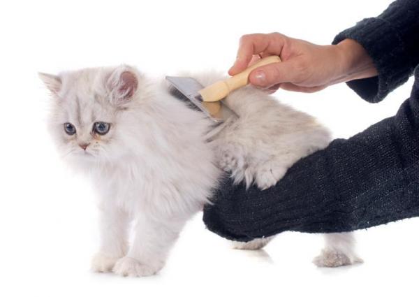 Удалите узлы и клубки из шерсти персидской кошки. Предотвращение клубков и узлов