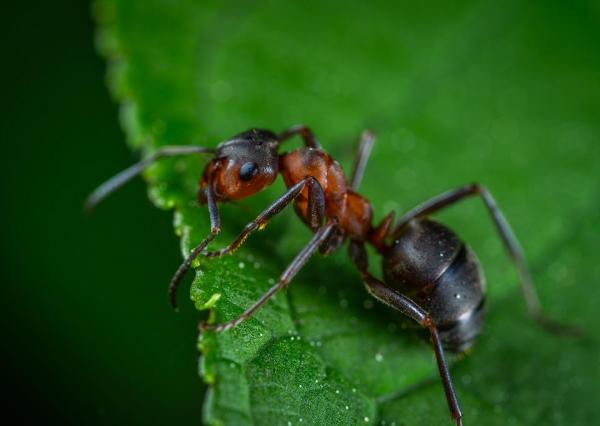 Виды муравьев: особенности и фото