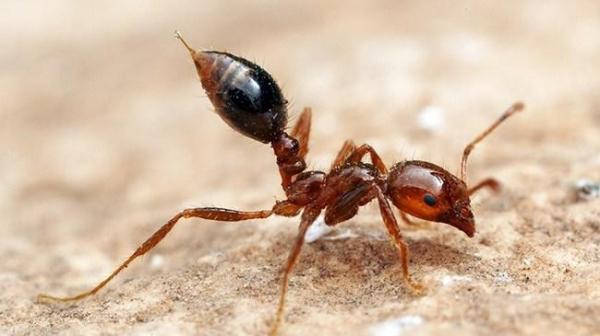 Виды муравьев - Особенности и фото - 3. Красный муравей