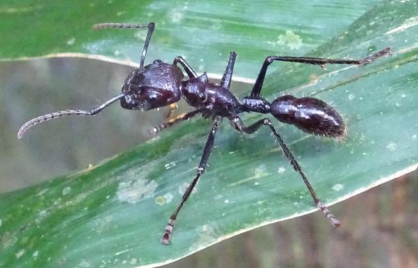 Виды муравьев - Особенности и фотографии - 1. Пуля муравья