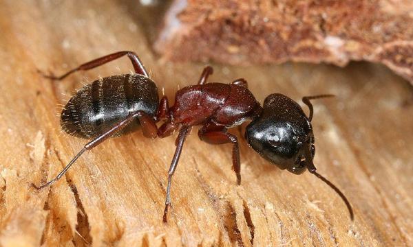 Виды муравьев - Характеристики и фото - 5. Плотник муравьев