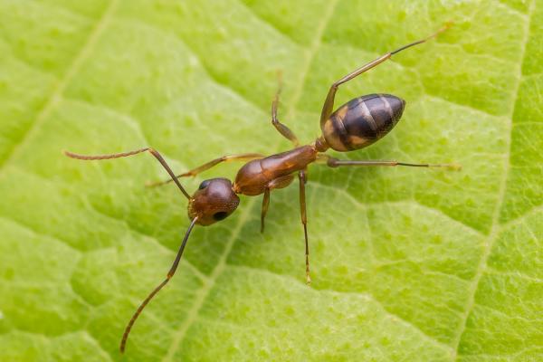 Виды муравьев - Особенности и фото - 6. Аргентинский муравей