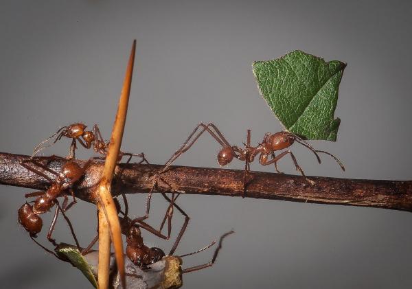 Виды муравьев - Особенности и фотографии - 7. Листорез муравей