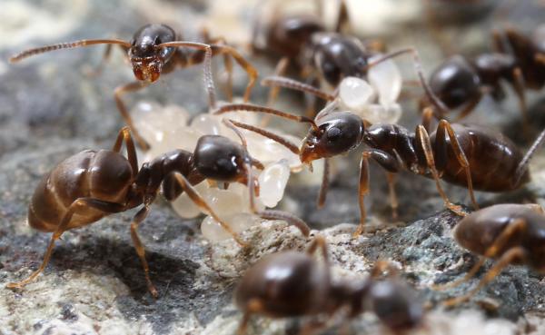 Виды муравьев - Особенности и фото - 8. Вонючий домашний муравей