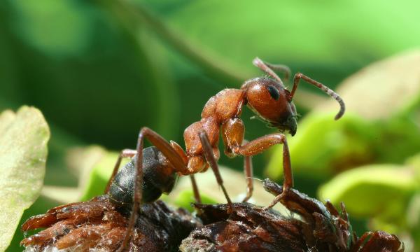 Виды муравьев - Особенности и фотографии - 9. Муравей из красного дерева