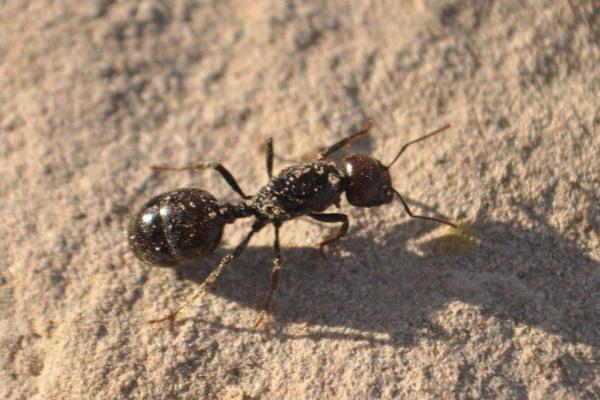 Виды муравьев - Особенности и фотографии - 10. Объедините муравья
