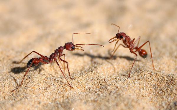 Виды муравьев - Особенности и фотографии - 2. Муравей бульдог