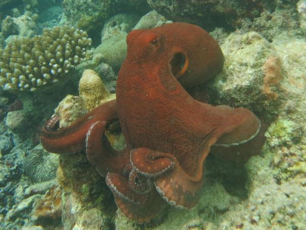 Виды животных с жабрами - 8. Крупный синий осьминог (Octopus cyanea)