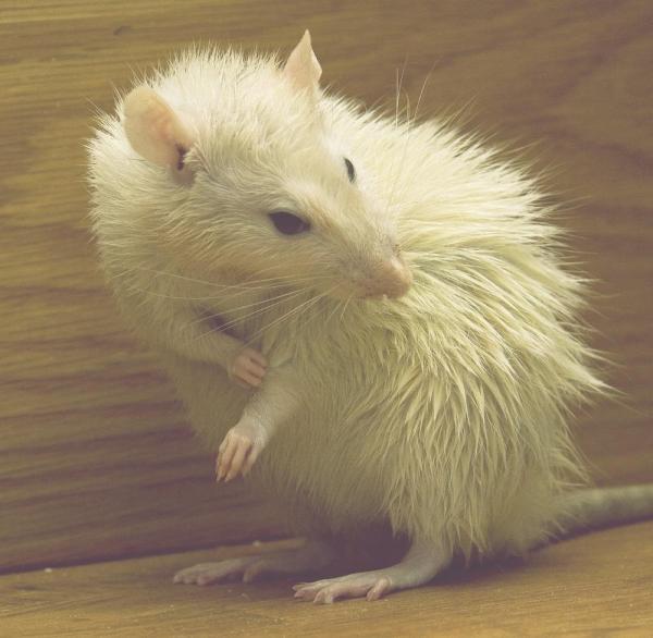 Выпадают волосы у моей крысы: причины и лечение