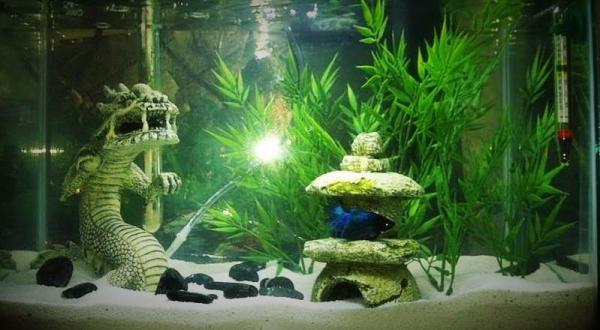 Позаботьтесь о Betta fish: подходящий аквариум