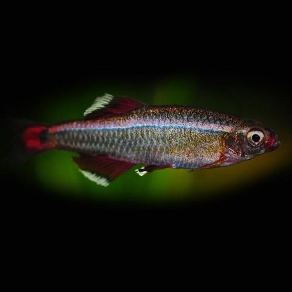 Забота о горной рыбе Minnow White Mountain