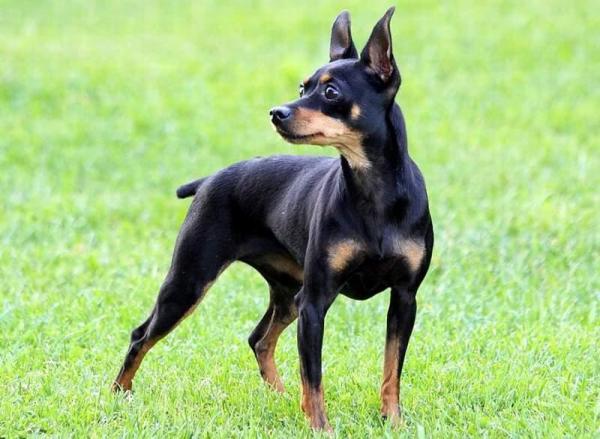 Забота о пражском Ratter - Уход за пальто пражского Ratter