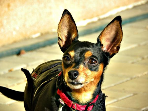 Забота о Пражском Ratter - Упражнение и прогулка по Пражскому Ratter