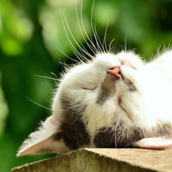 Жирная кожа у кошек: причины и домашние средства
