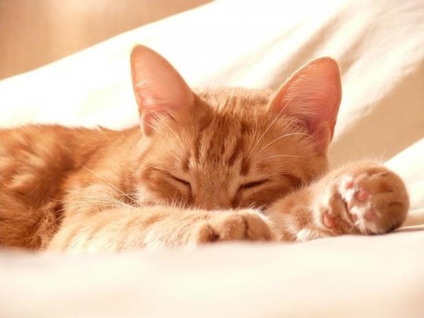 Жирная кожа у кошек. Причины и домашние средства. Лечение кошачьей себореи