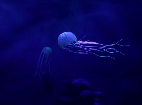 Животные без мозга - Характеристики имен - 3. Медуза