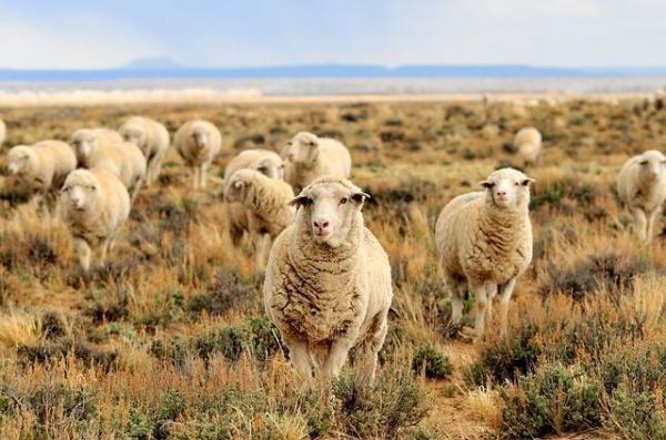 Жвачные животные: Полный список и любопытные факты - 2. Овцы и овцы
