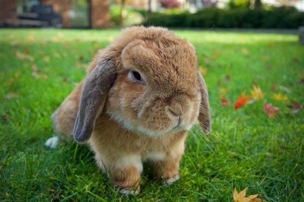 10 лучших пород карликовых кроликов - С фото - 6. Holland Lop