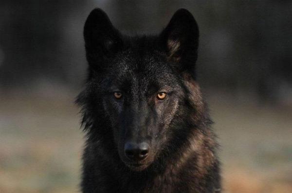10 пород собак, которые похожи на волков - The Wolfdog