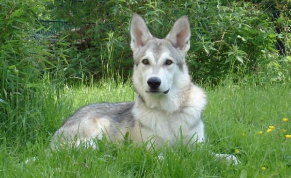 10 пород собак, которые похожи на волков - Saarloos Wolfdog