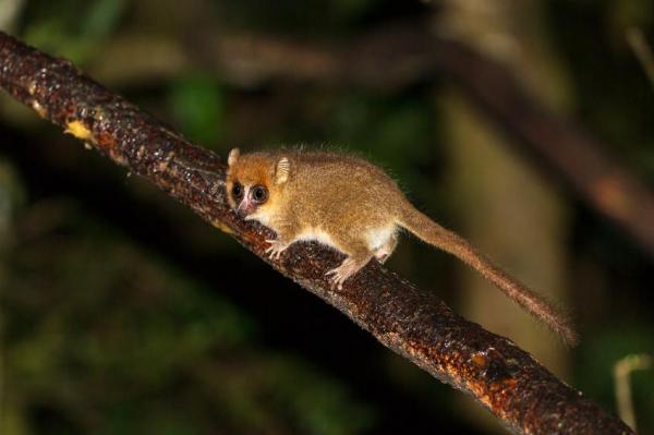 10 самых маленьких животных в мире: самый маленький примат в мире