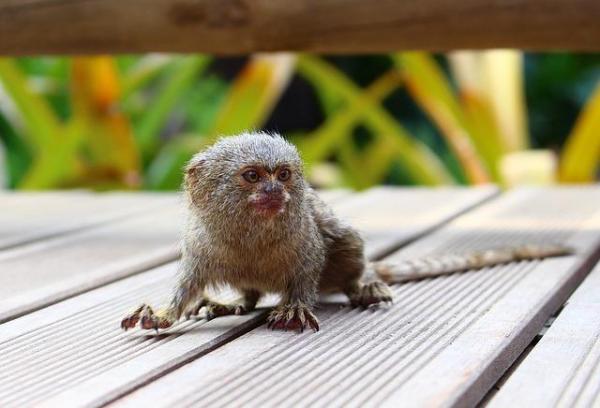 10 самых маленьких животных в мире: самая маленькая обезьяна