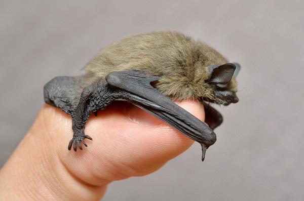 10 самых маленьких животных в мире: самая маленькая летучая мышь