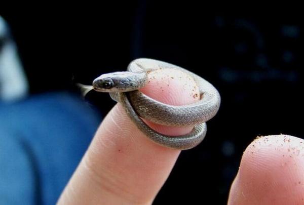 10 самых маленьких животных в мире: самая маленькая змея в мире