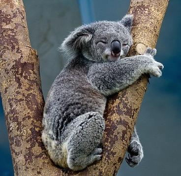 10 самых медленных животных в мире