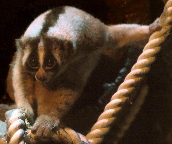 10 самых медленных животных в мире: медленный Лорис