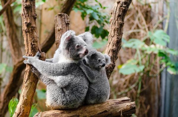 10 самых медленных животных в мире: коала