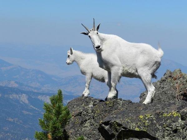 10 животных с самым высоким прыжком в мире: как высоко могут прыгать горные козлы?