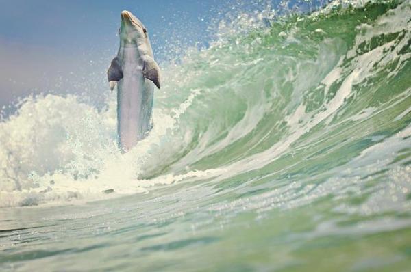 10 животных с самым высоким прыжком в мире: как высоко могут прыгать дельфины?