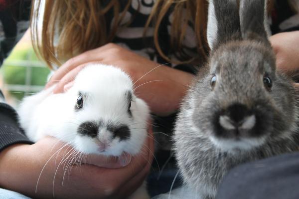 10 самых распространенных звуков кролика: разные звуки кролика и их значение