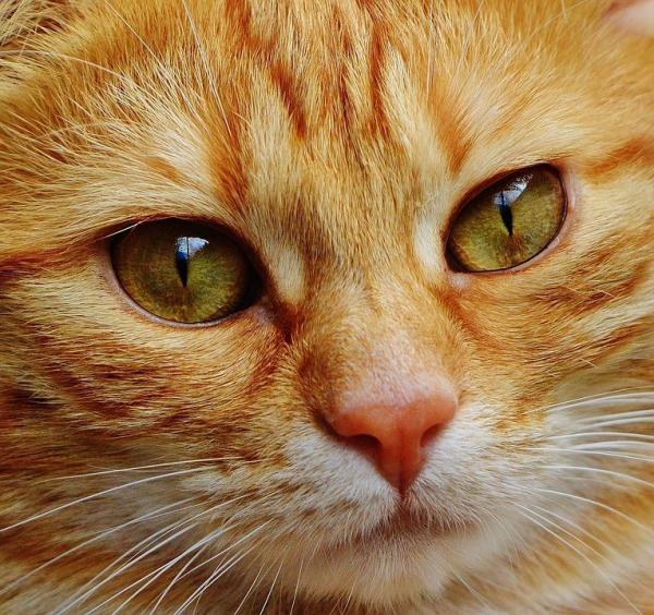 10 вещей, которые вы не знали о кошках