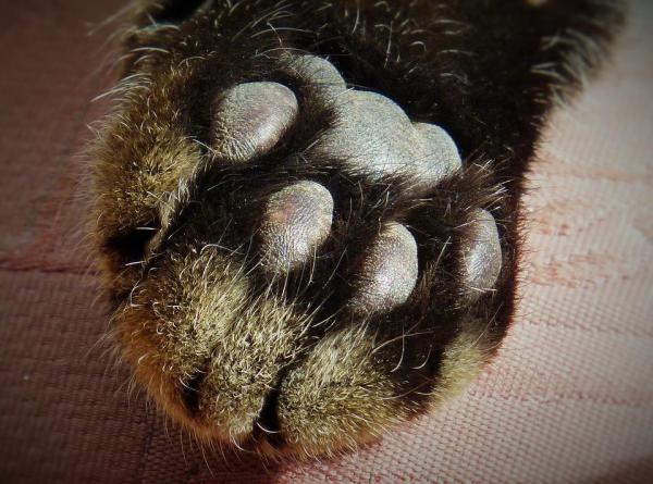 10 вещей, которые вы не знали о кошках - 8. Они потеют в лапах