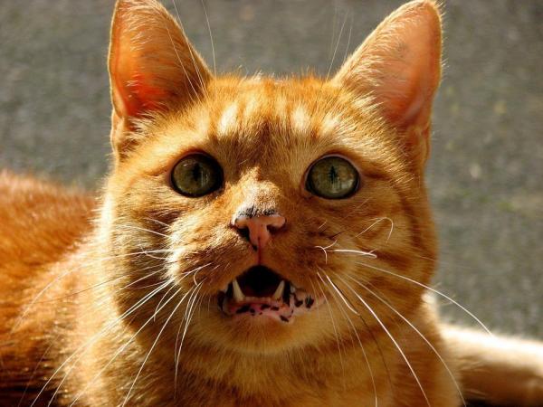 10 вещей, которые вы не знали о кошках - 2. У них очень сложный язык
