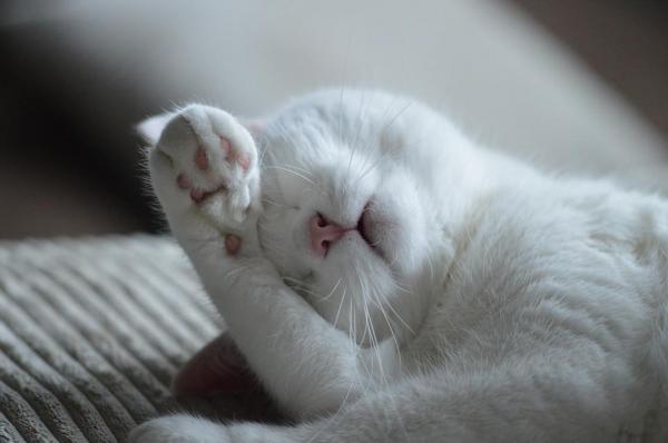 10 вещей, которые вы не знали о кошках - 3. Кошки могут мечтать