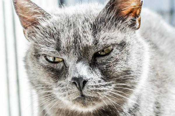 10 вещей, которые вы не знали о кошках - 7. Кошки - серийные убийцы