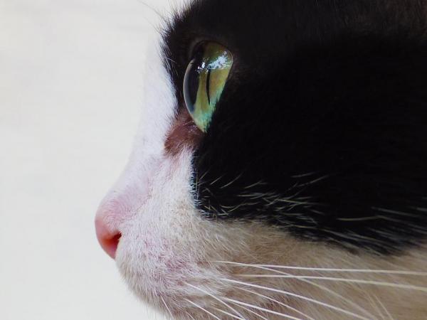 10 вещей, которые вы не знали о кошках - 4. У них плохое зрение
