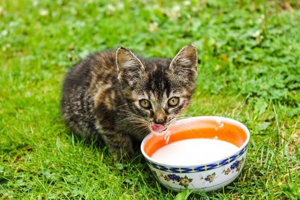 10 вещей, которые вы не знали о кошках - 5. Миф о молоке