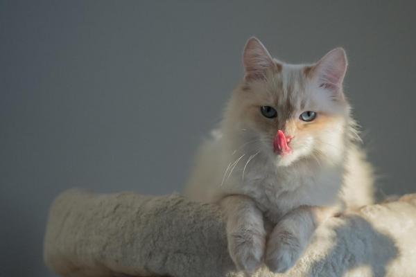 10 вещей, которые вы не знали о кошках - 6. Домашние кошки живут дольше, чем бездомные кошки